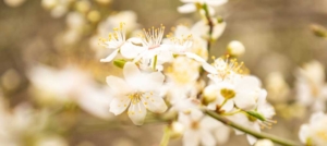 ramo di mandorlo in fiore